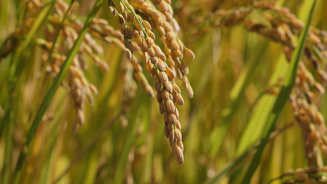 玄米の糖質とカロリー、栄養素｜糖質制限中の玄米はOK？