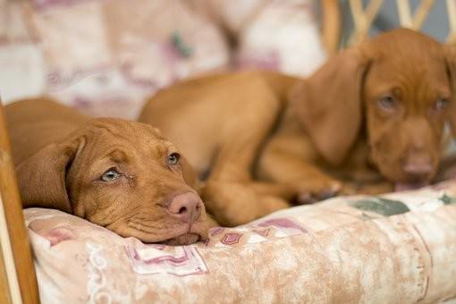 【年齢別・種類別】犬の平均睡眠時間と適切な睡眠時間